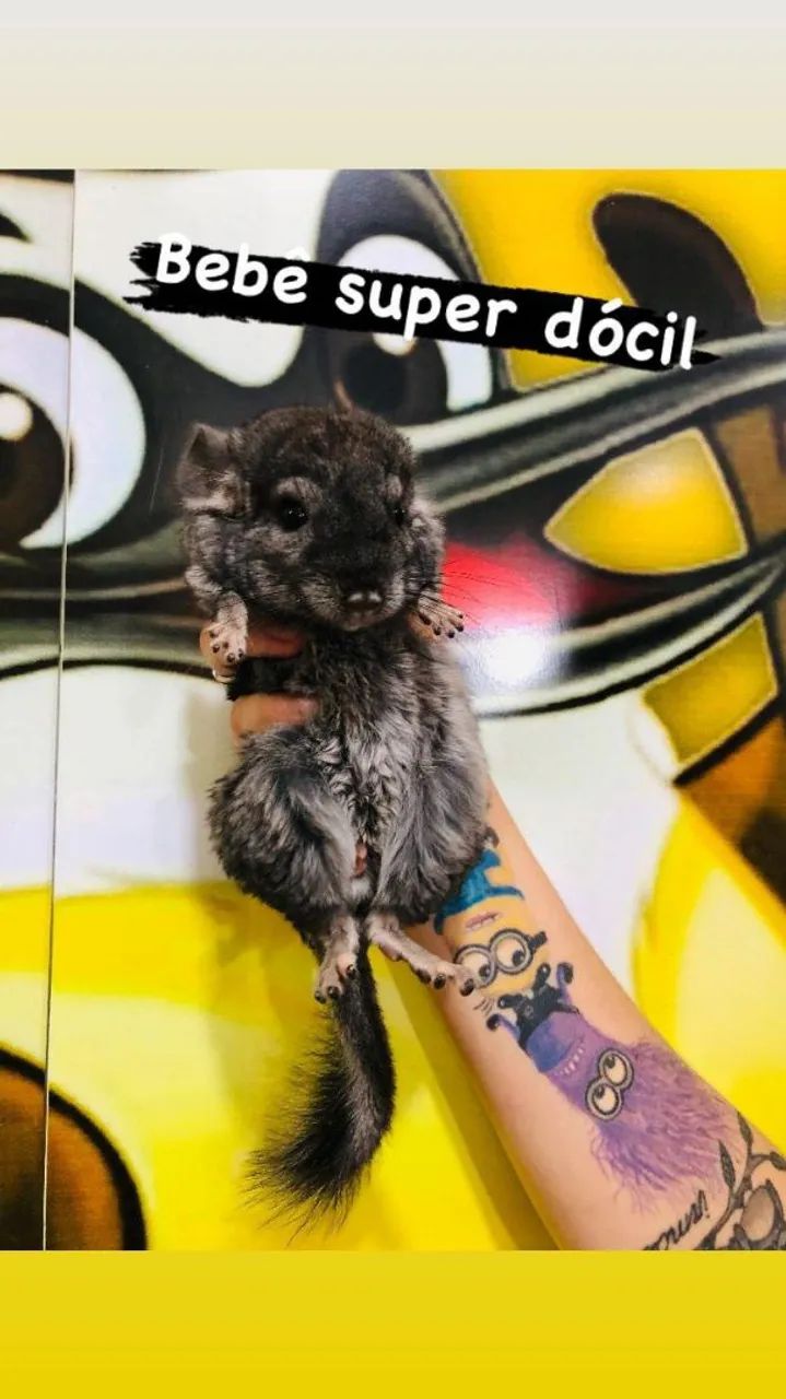 Chinchila Macho e Fêmea  - Foto 2