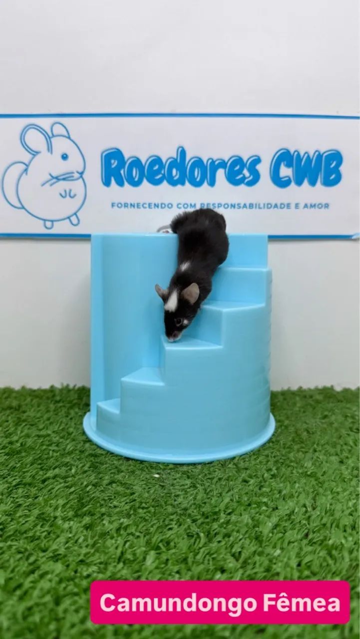 Camundongos várias cores (Roedores CWB)  - Foto 2