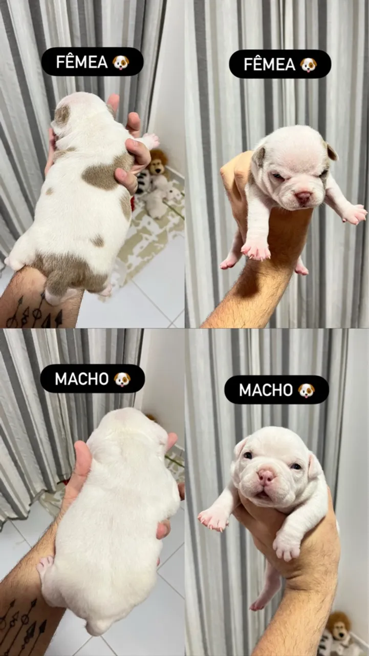 Filhotes de American Bully