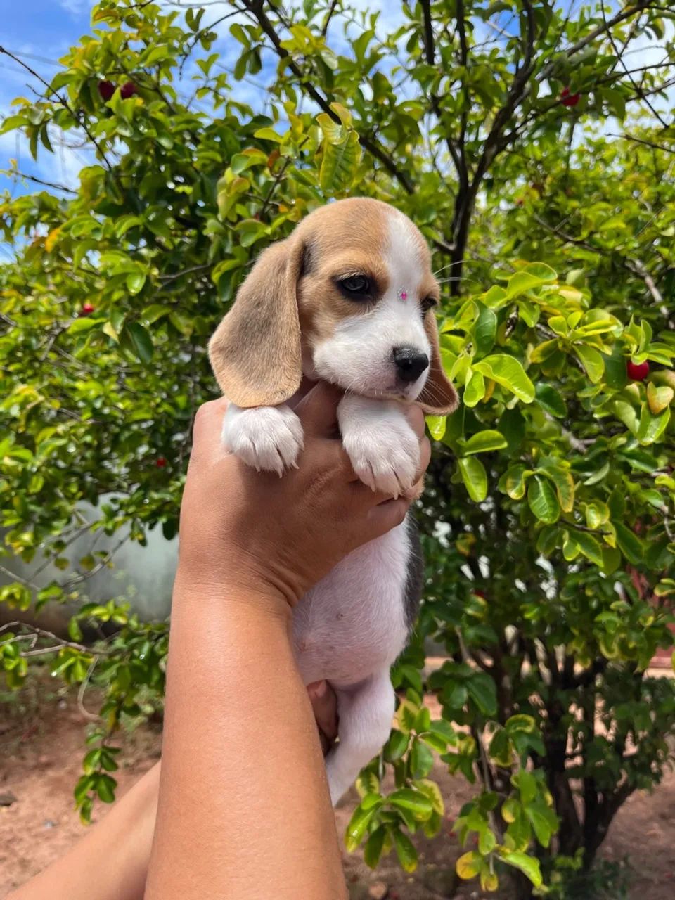 Filhotes Beagles com Pedigree  - Foto 4