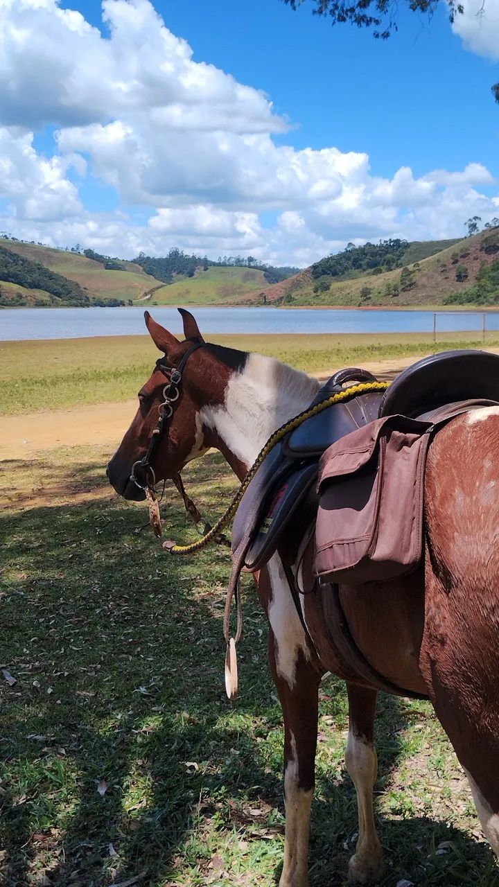 Égua Piquira pampa de marcha picada  - Foto 3
