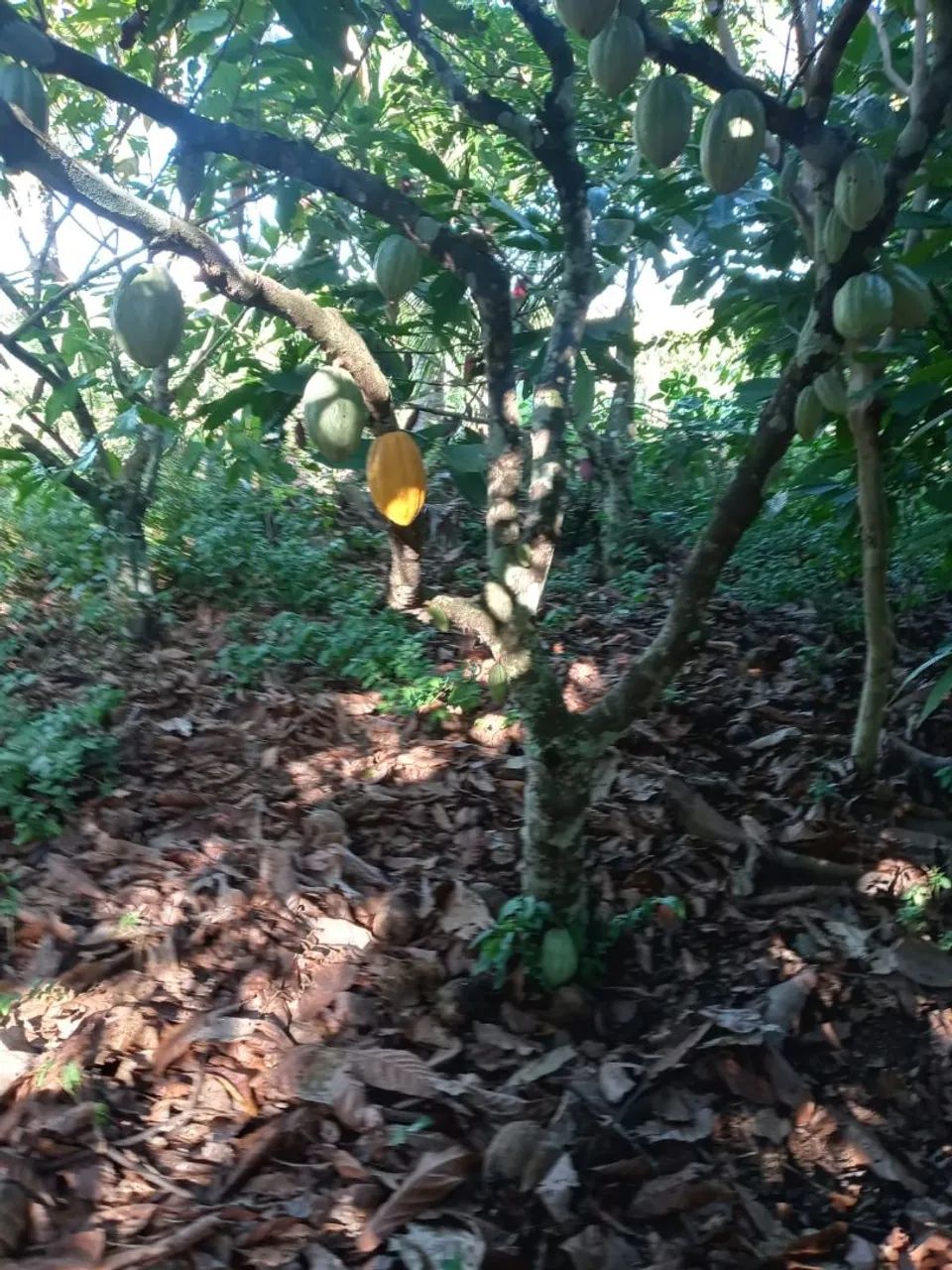 Vendo excelente sítio em jaguaripe  - Foto 4