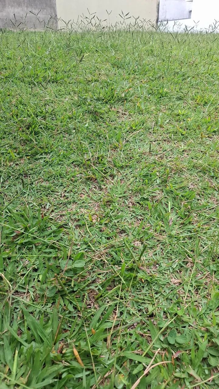 Lote - terreno plano  - Foto 2