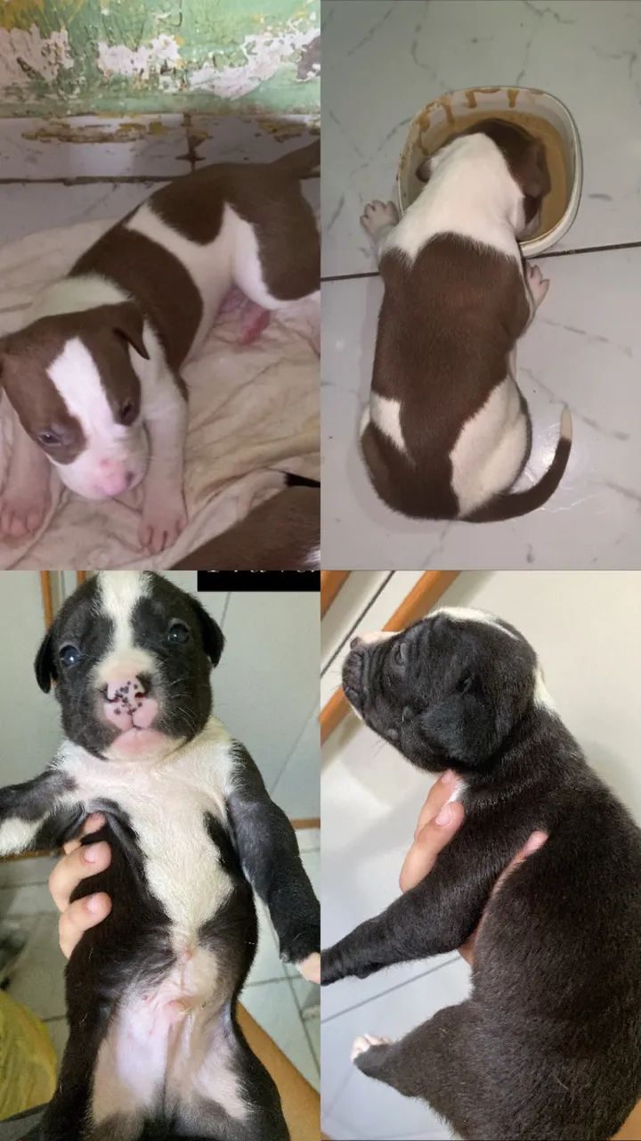 Pitbull Puro 
