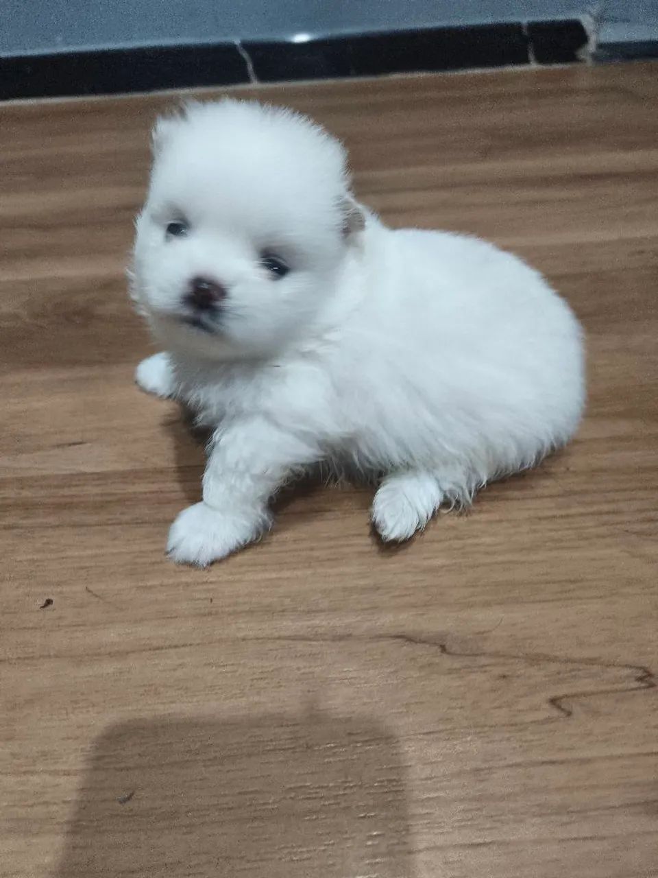 Lulu da pomerana  - Foto 5