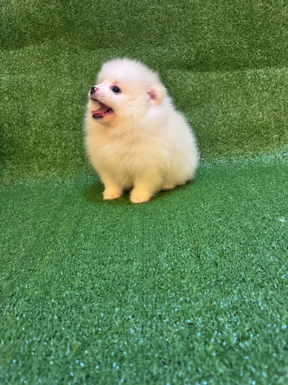 Spitz anão  - Foto 4