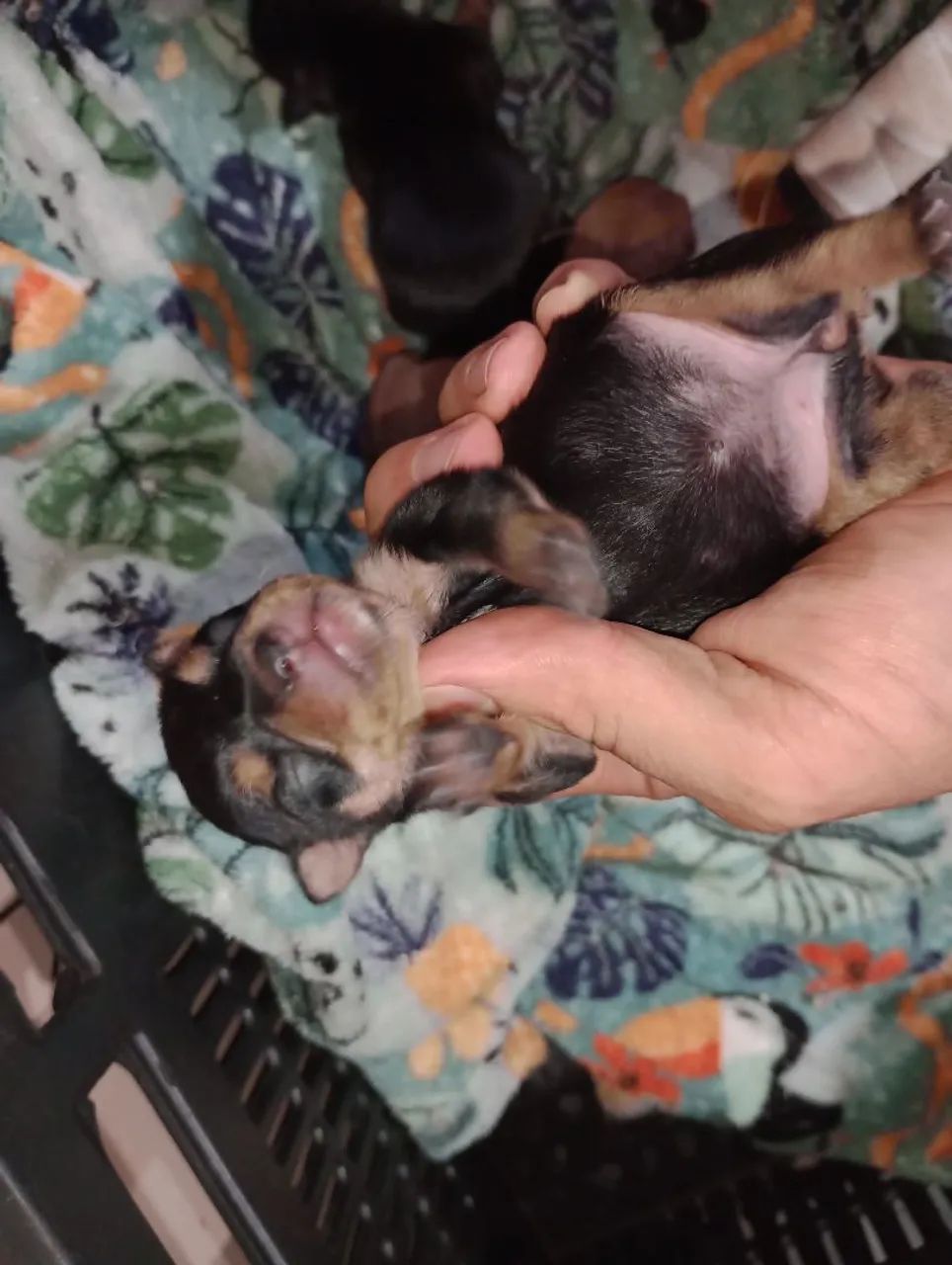 Pinscher zero - Foto 5