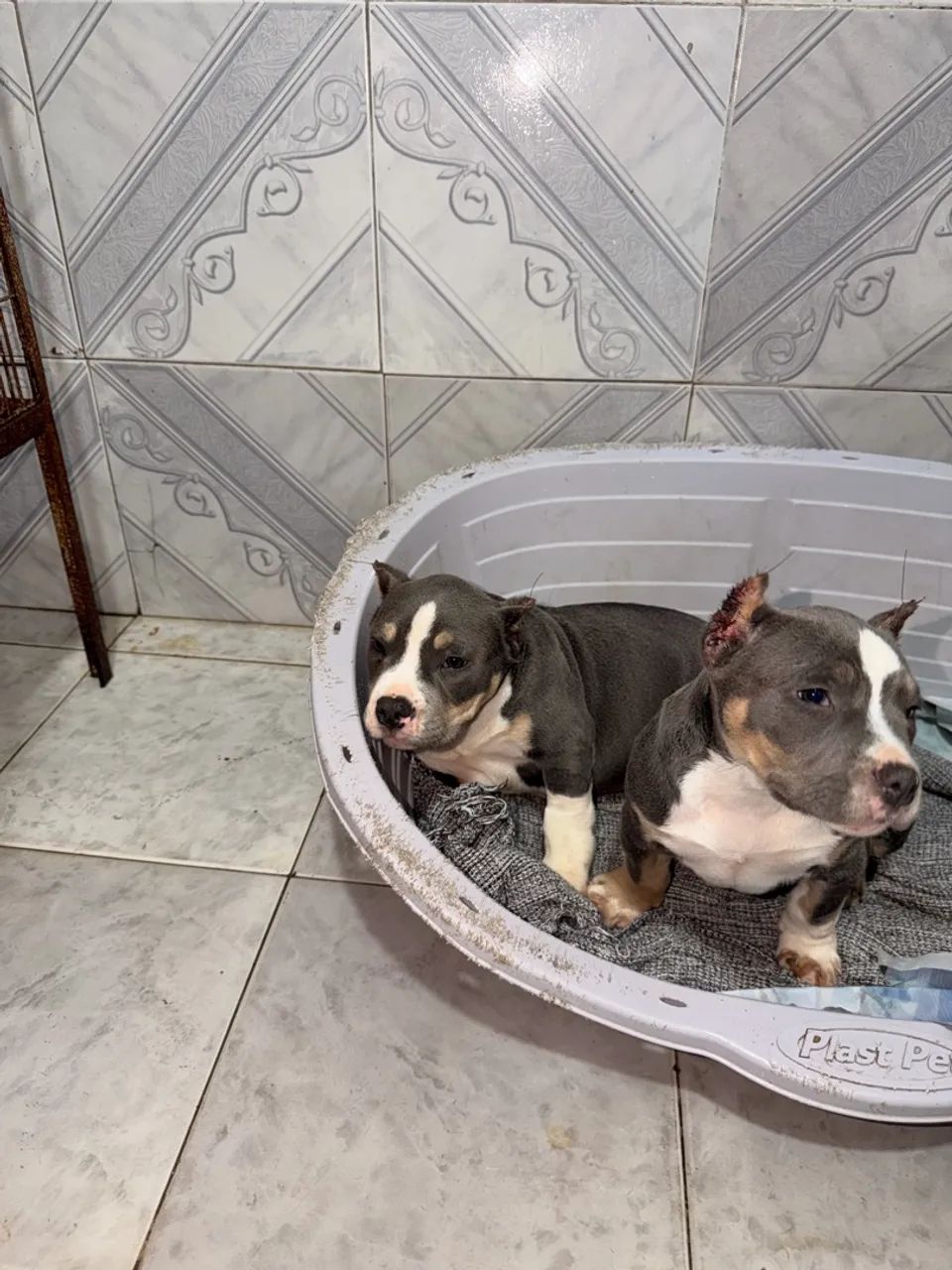 American bully  - Foto 4