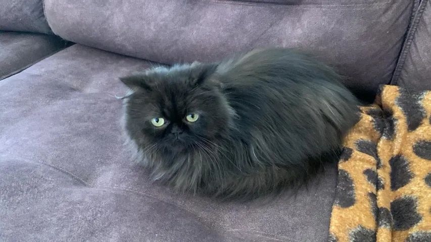 Linda gatinha filhote de persa com angorá - Foto 5