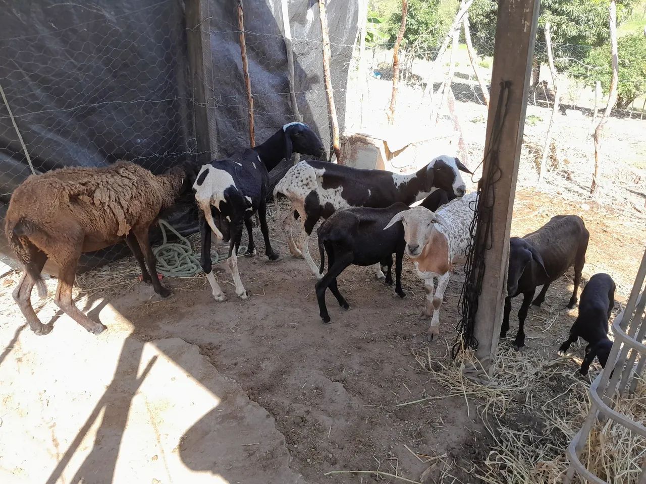 Ovelhas 