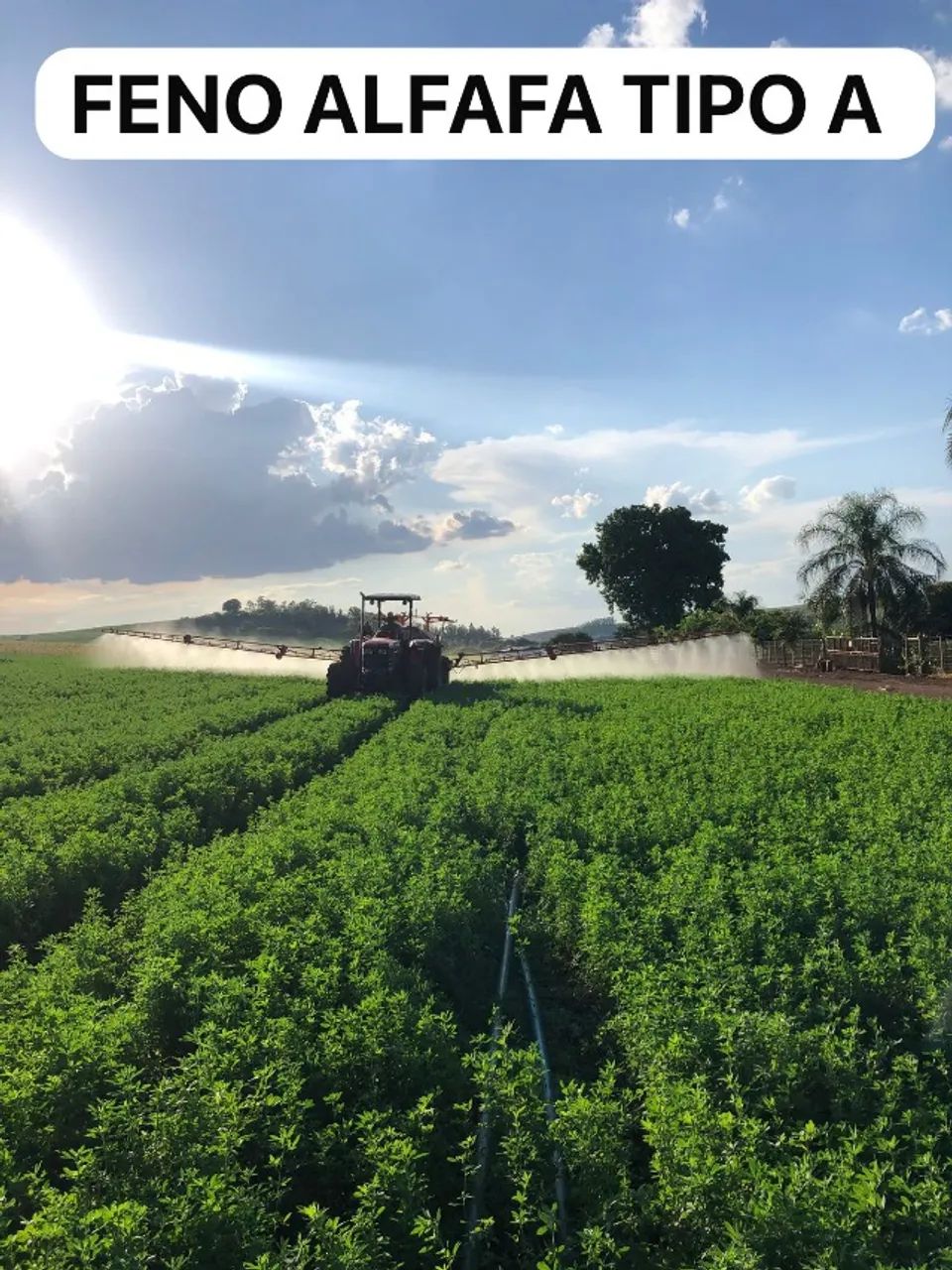 FENO ALFAFA TIPO A - Foto 6