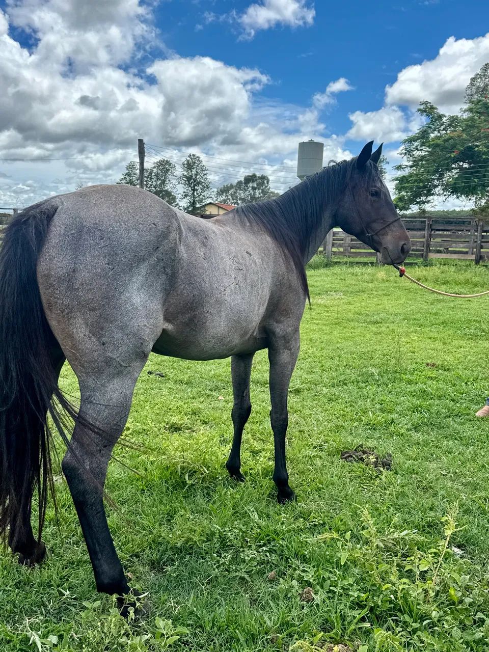 Quarto de milha pura 