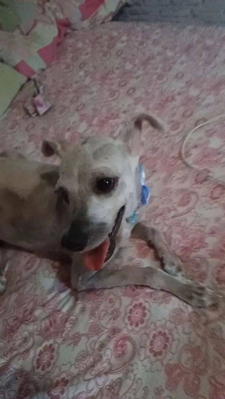 Cachorrinha poodle  - Foto 4