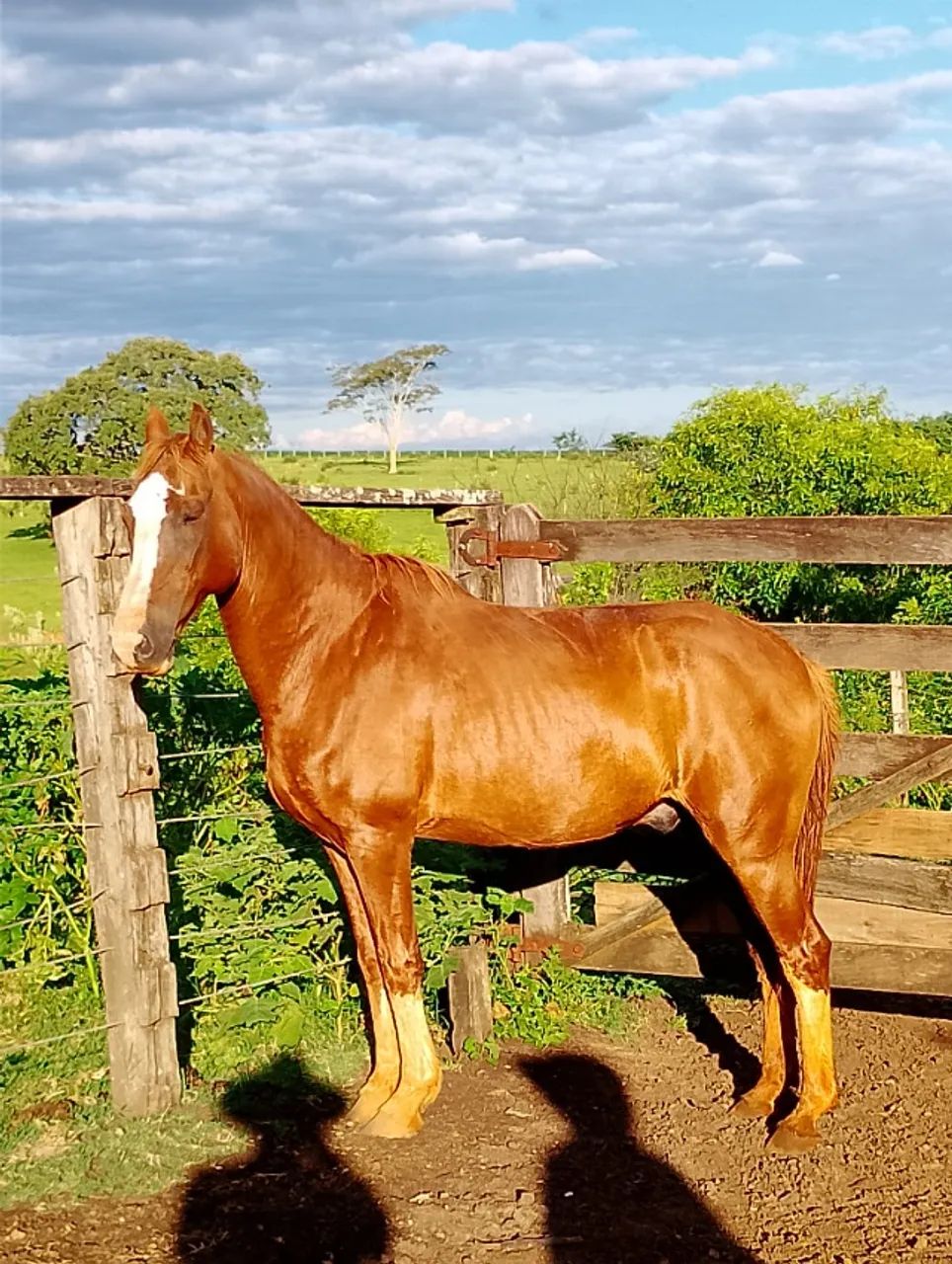 Cavalo manga larga paulista pisador  - Foto 2
