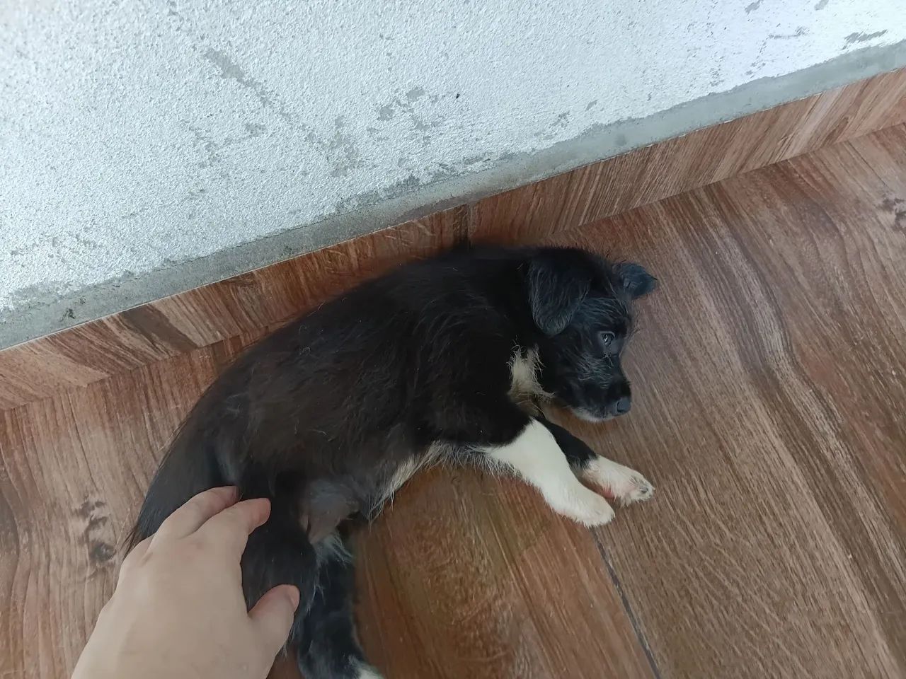 Doação de cachorro  - Foto 3