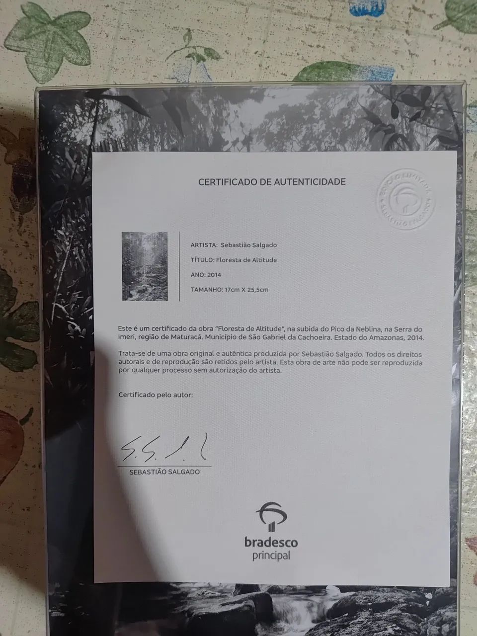 Fotografia Sebastião Salgado "Floresta de Altitude" Original Com Certificado - Foto 2