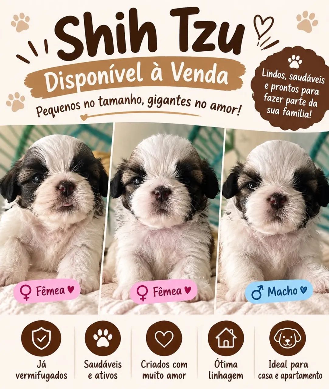 Cachorro shih tzu