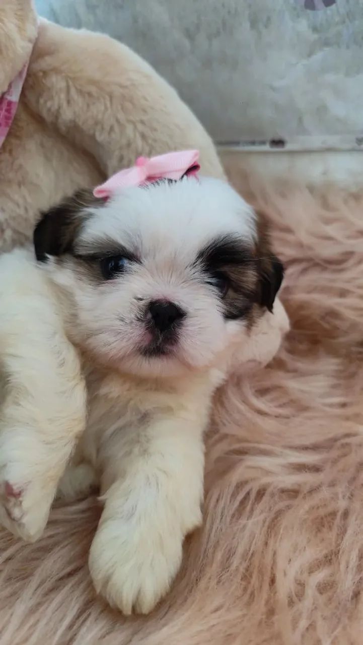 Shihtzu fêmea e macho  - Foto 4