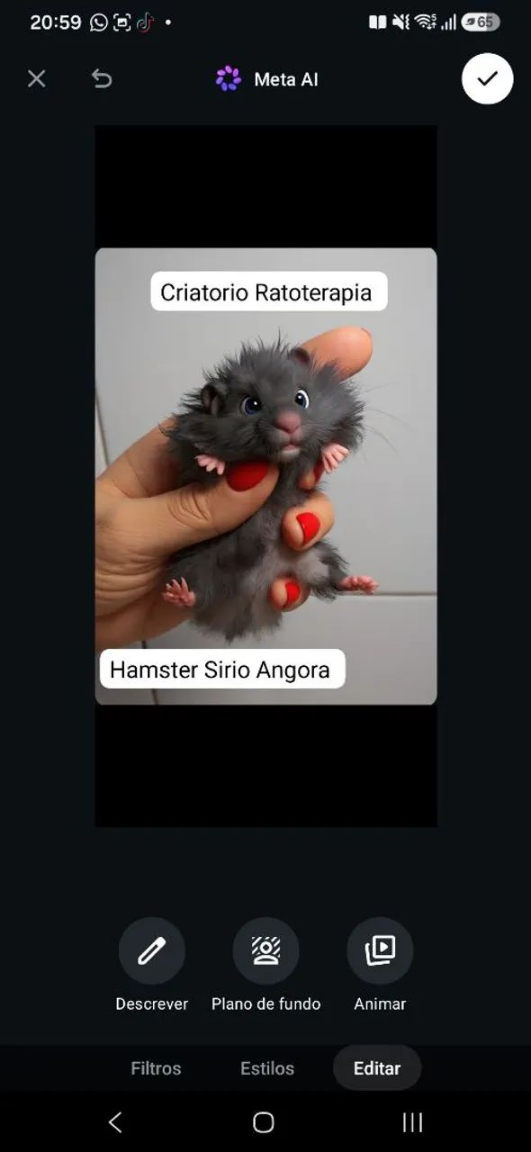 Hamster Sírio Angorá  - Foto 2
