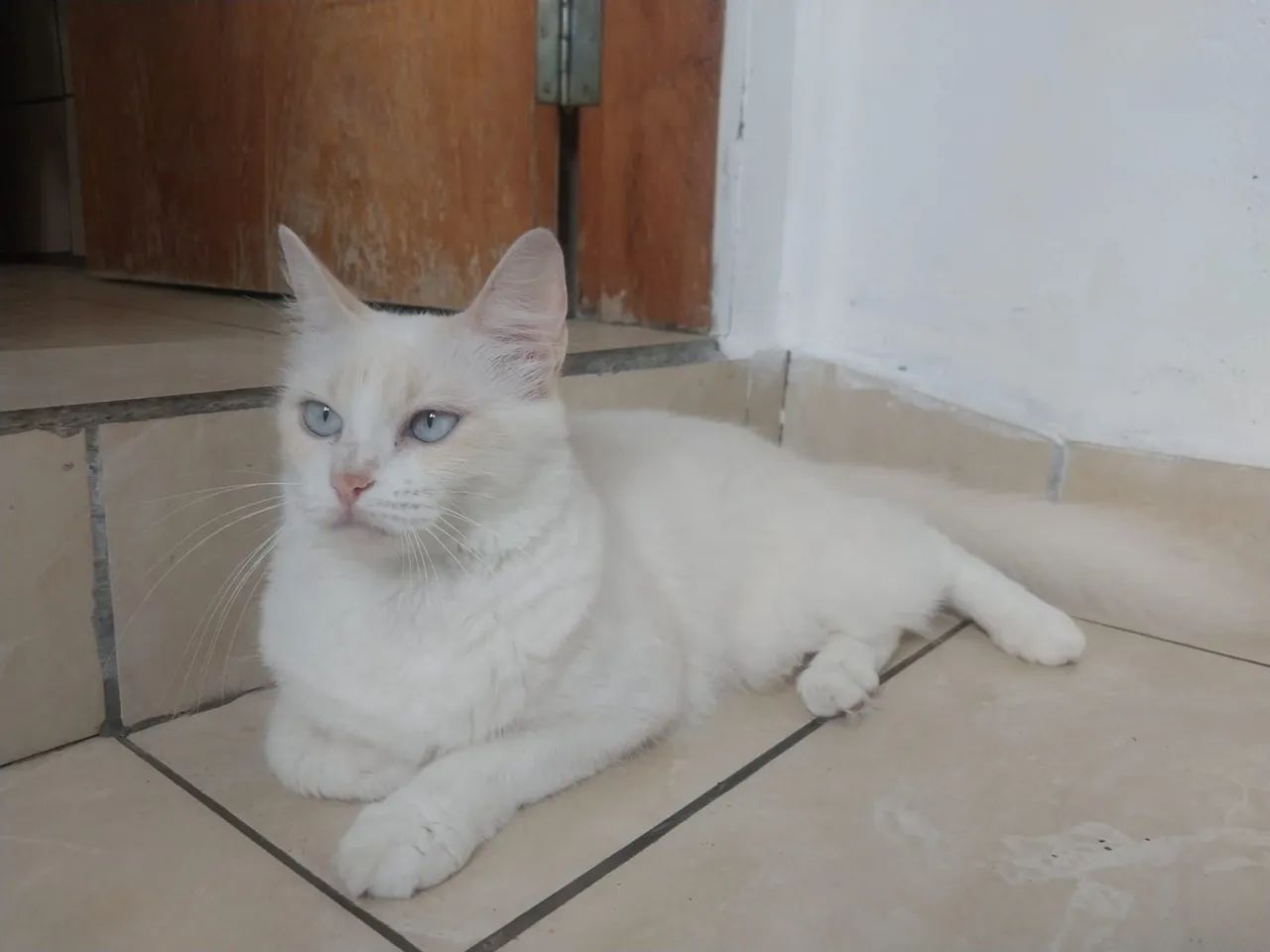 Adoção  responsável - Foto 3
