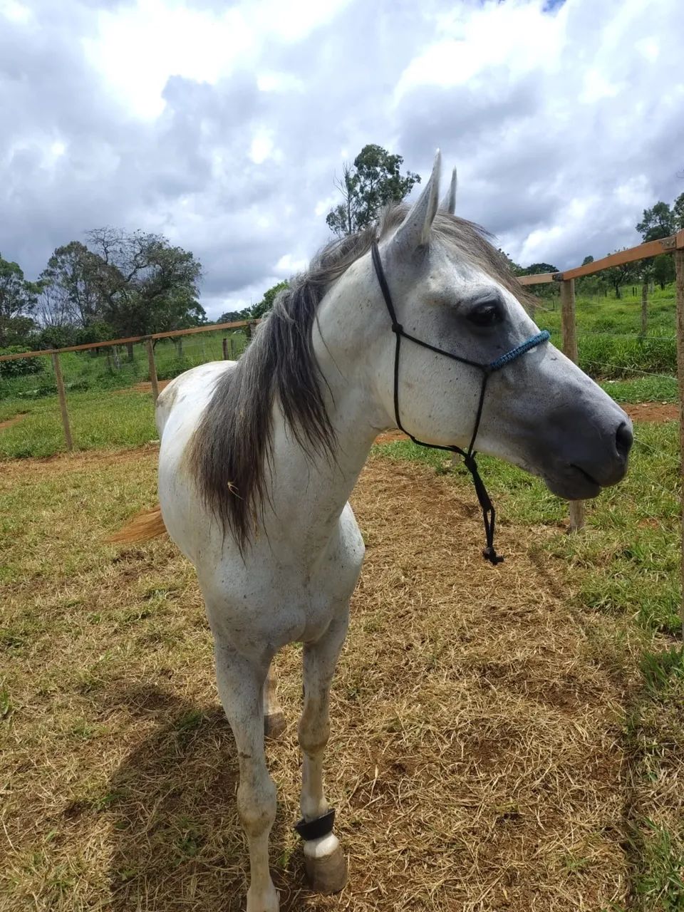 Cavalo Mangalarga a Venda! - Foto 5