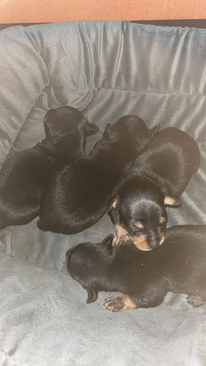 Cachorro picher n 01