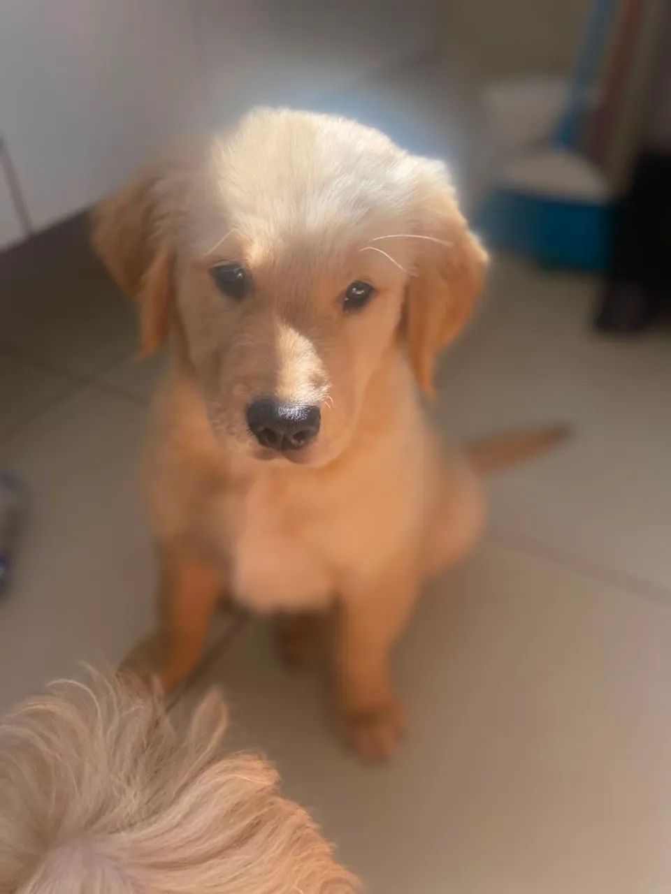 Golden - Foto 5