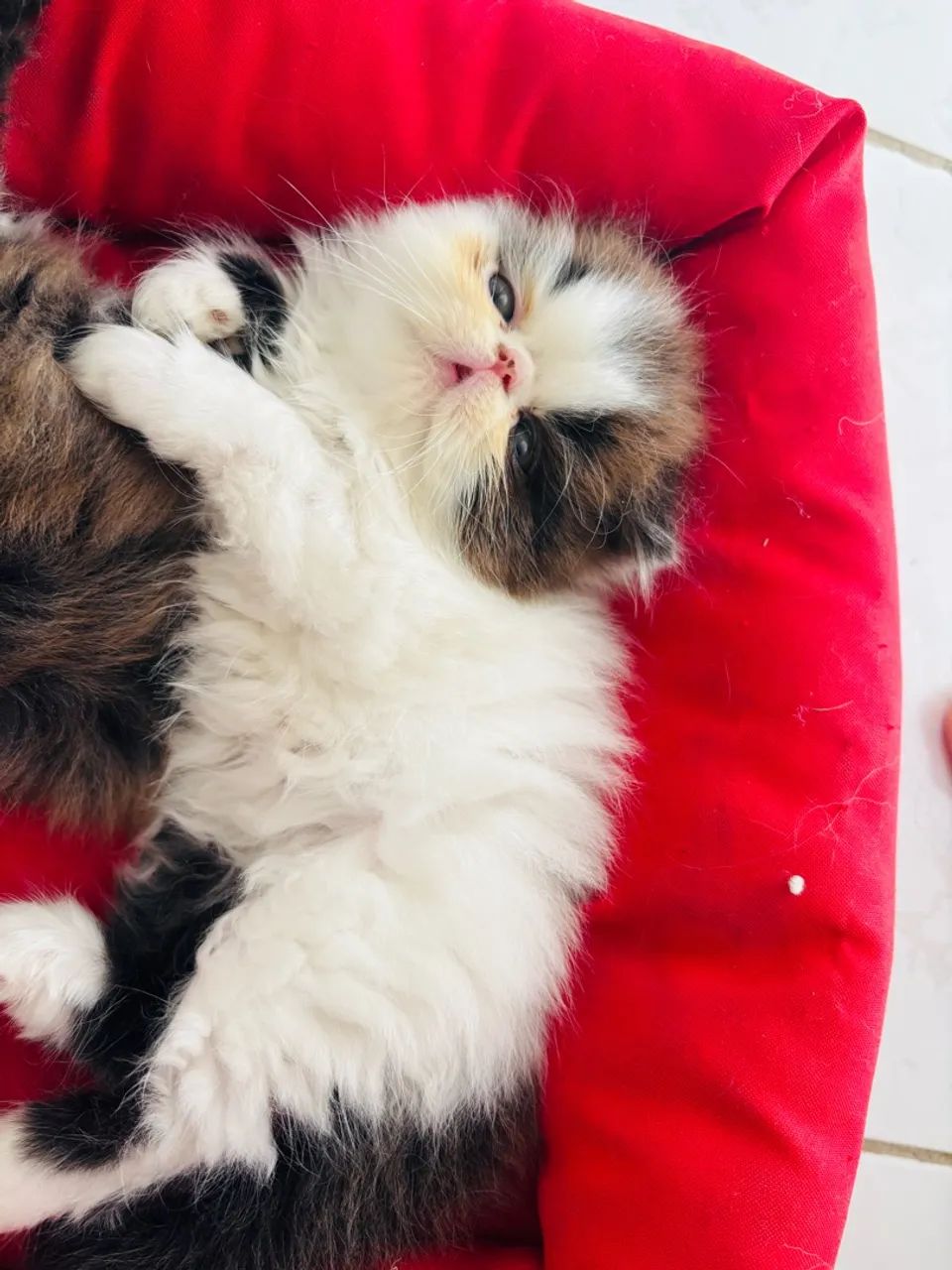 Lindo bebê gato persa! ? - Foto 5