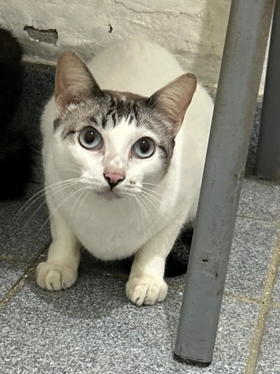 Gatos - Foto 3