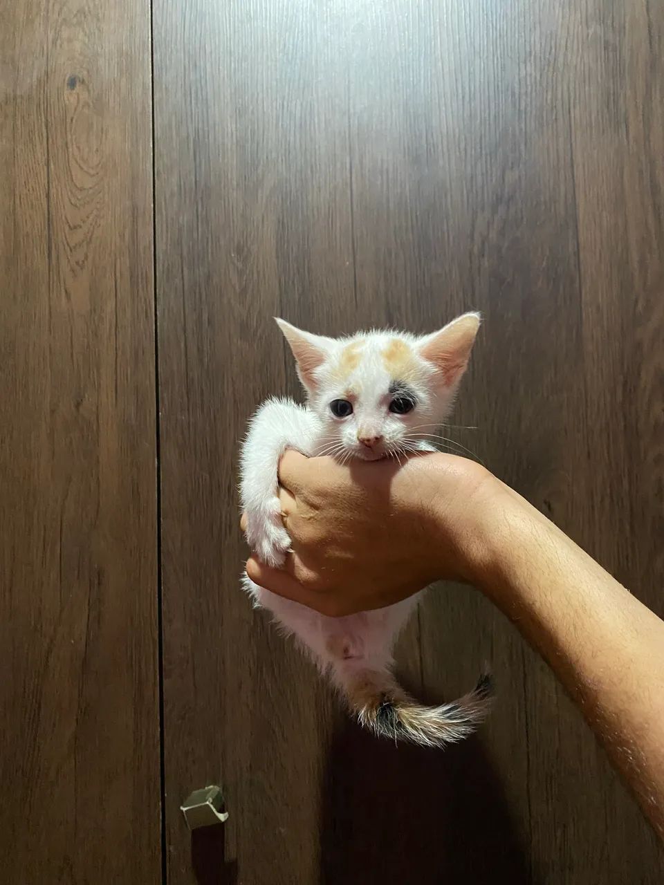 Gatinhos  - Foto 3