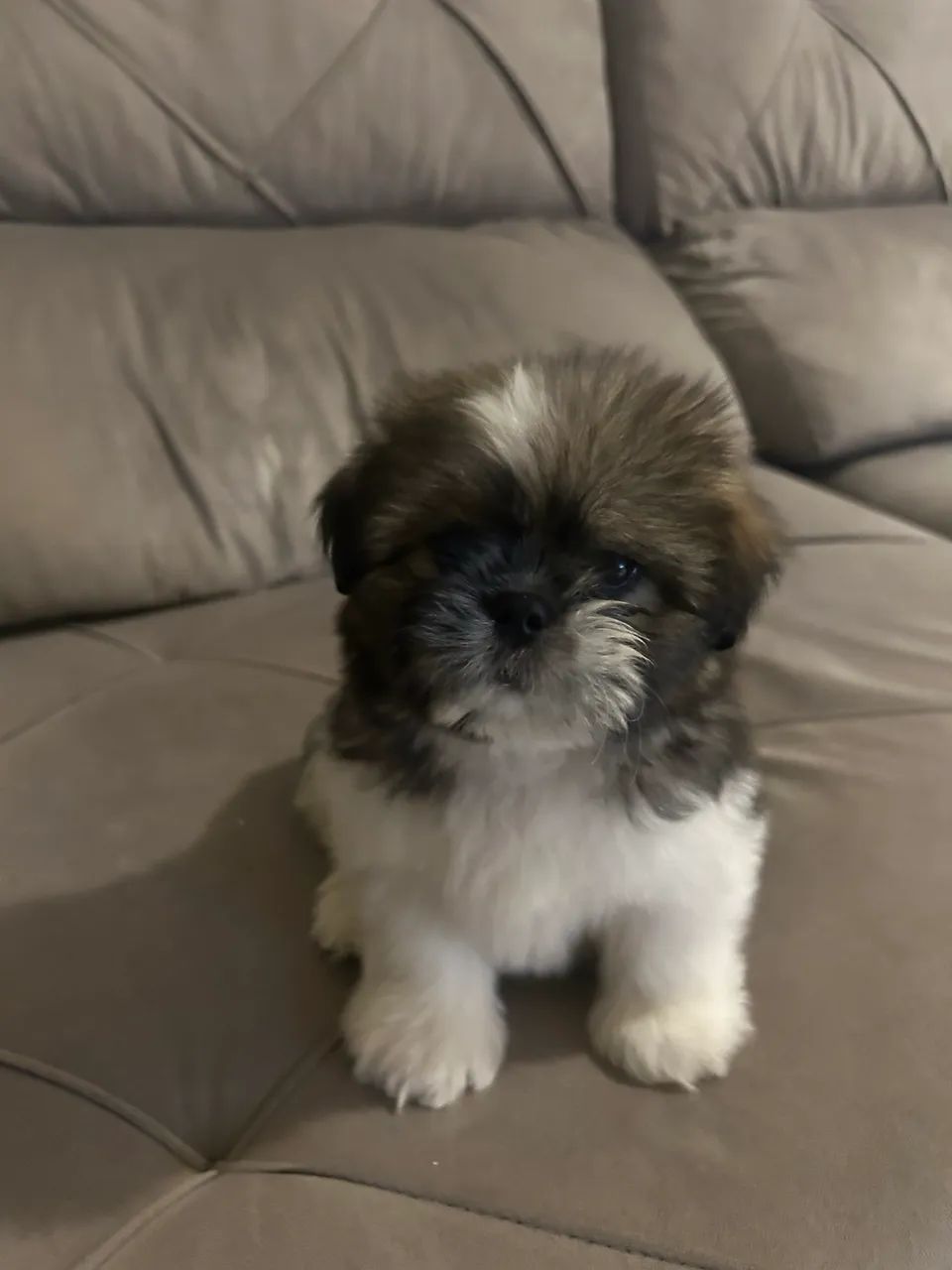filhote shi tzu - Foto 2