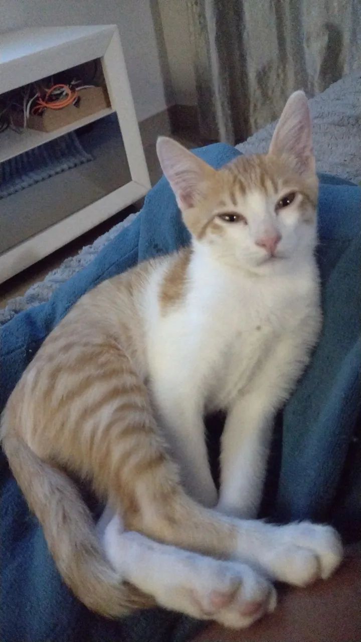 Gato perdido branco e laranja  - Foto 5