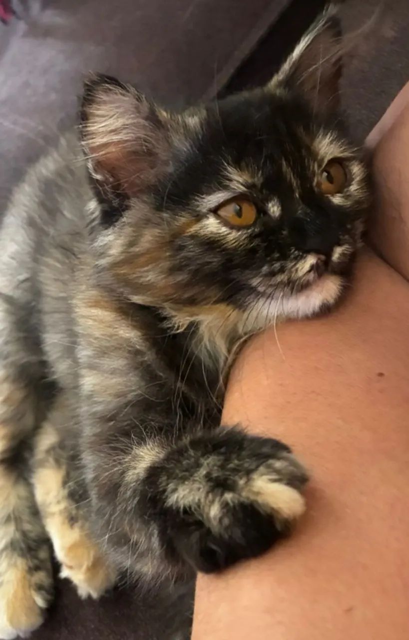 Linda gatinha filhote de persa com angorá - Foto 2