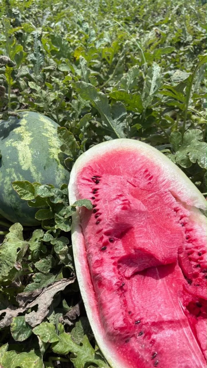 melancias 
