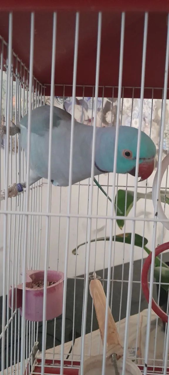 Pet lindo - Foto 2