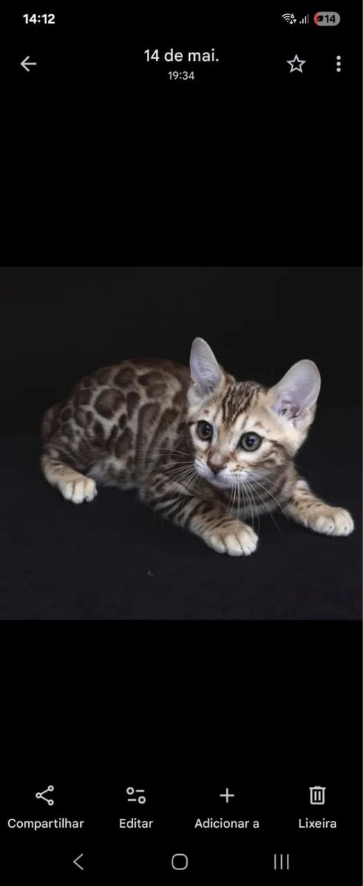 Bengal 