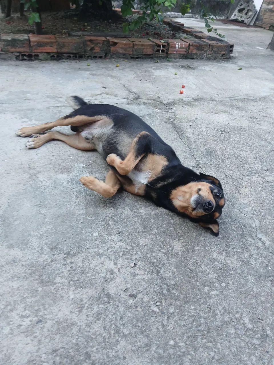 Doando um cachorro 