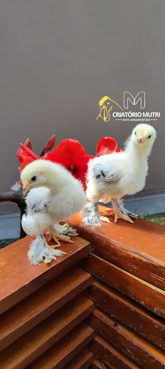 Pintinhos de Brahma light e Brahma perdiz  - Foto 4