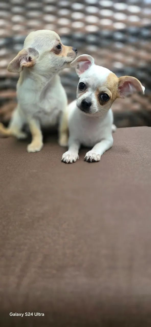 Chihuahua  - Foto 2
