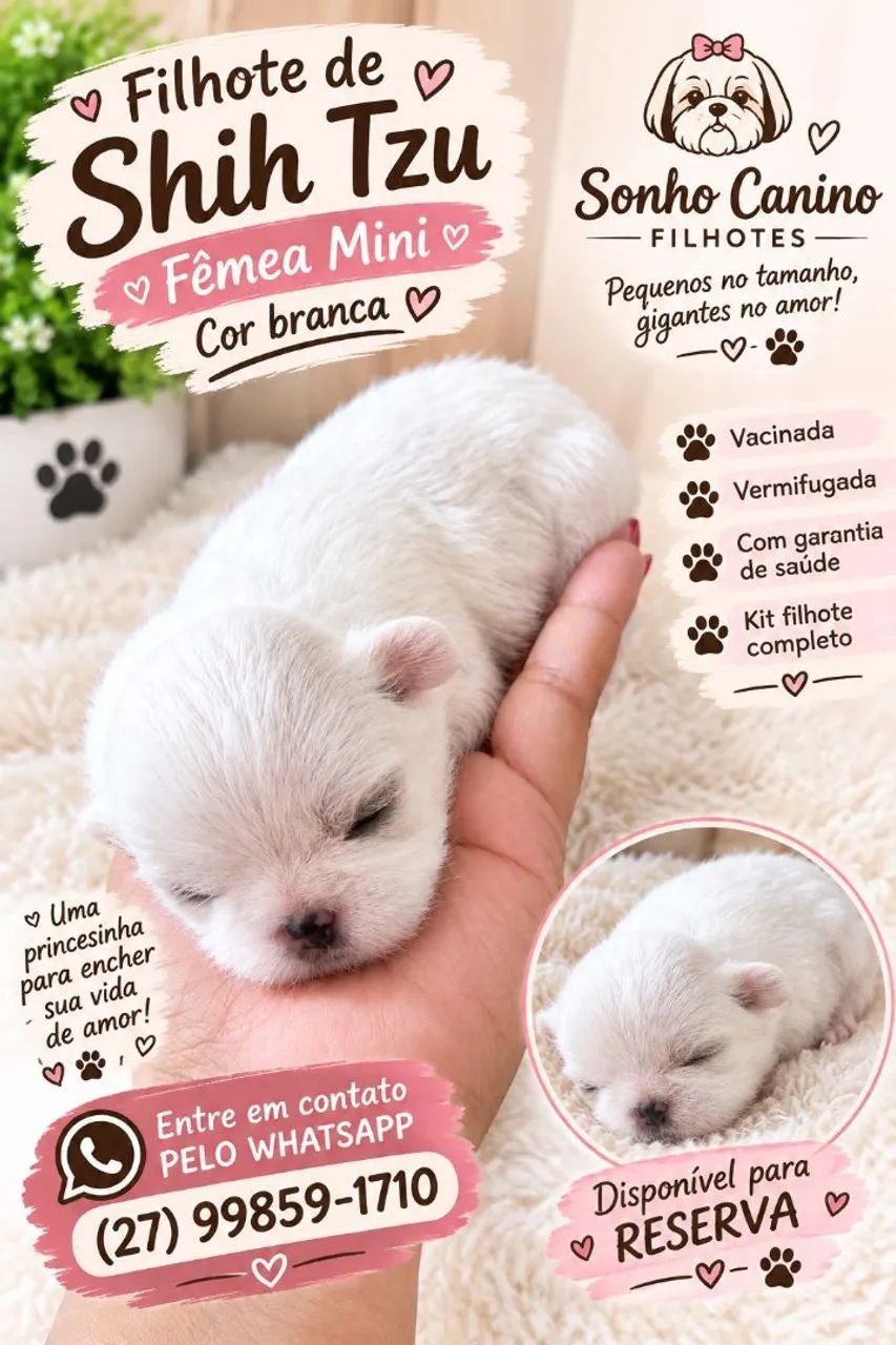 Shihtzu minibebelo 