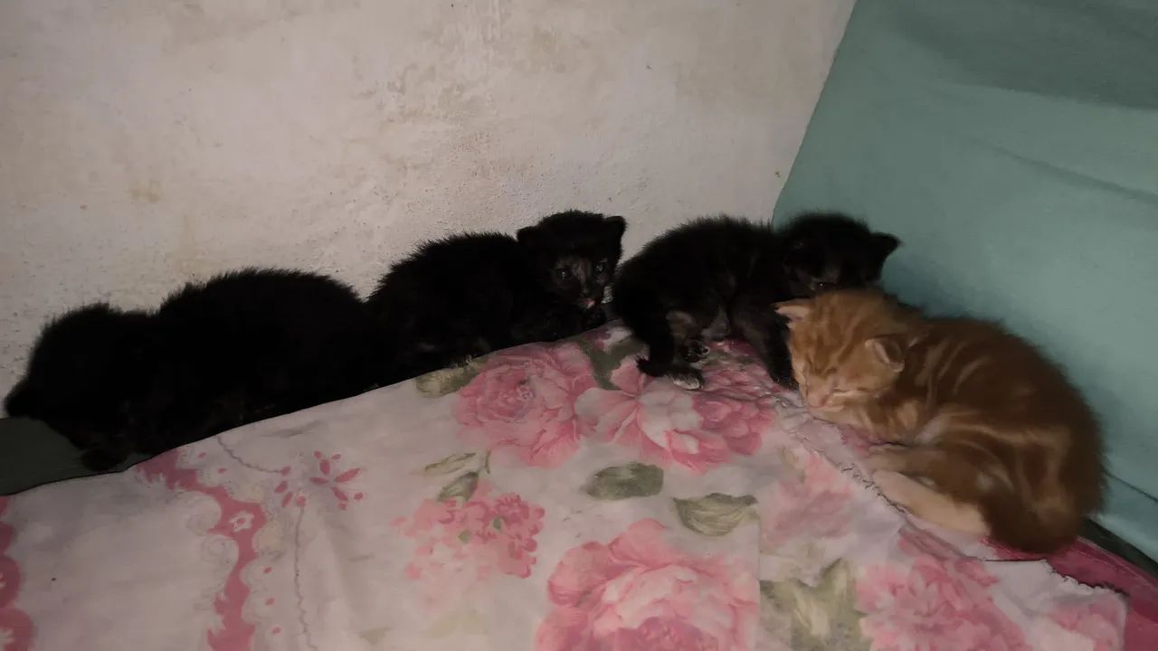Adoção de gatos - Foto 2