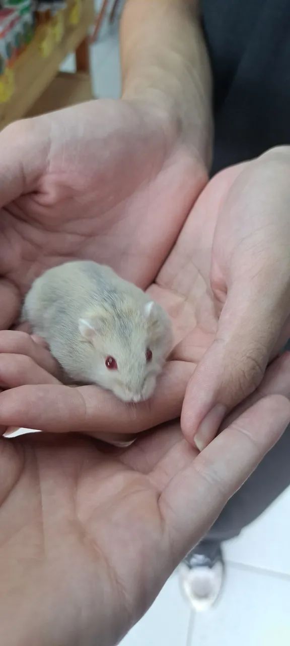 Hamster Anão Russo  - Foto 4