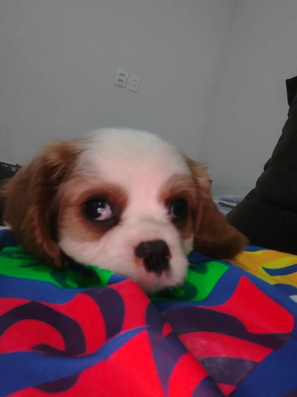 Cavalier disponível 