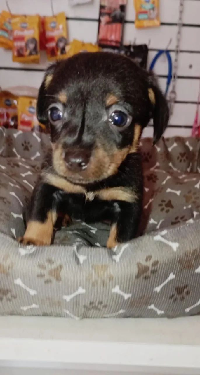 pinscher  - Foto 3
