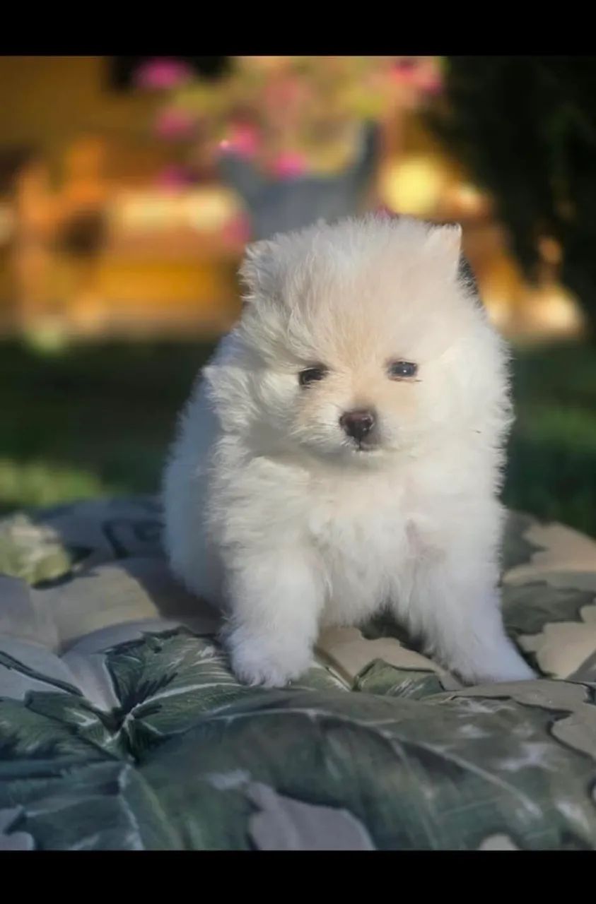 Lulu da pomeranea dócil  - Foto 2