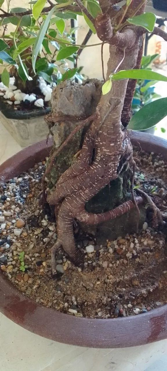 Bonsai na rocha 5 anos 800 por 500 - Foto 3