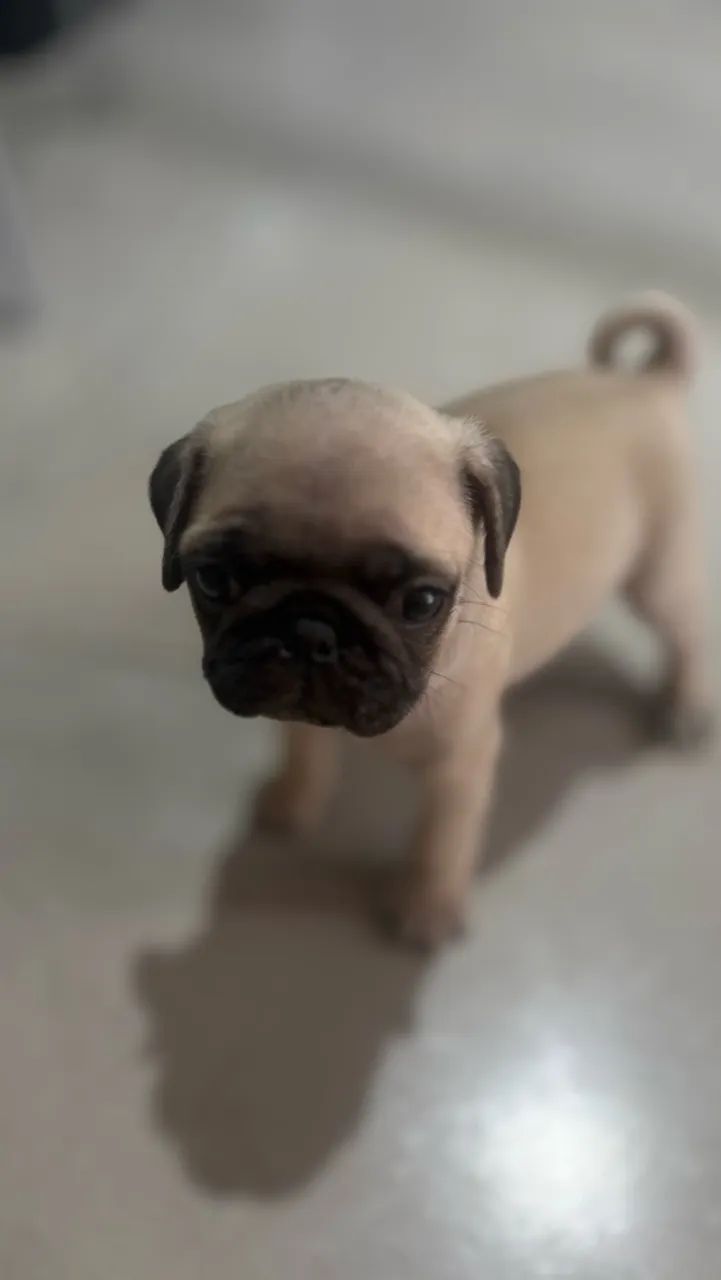 Pug - Foto 5