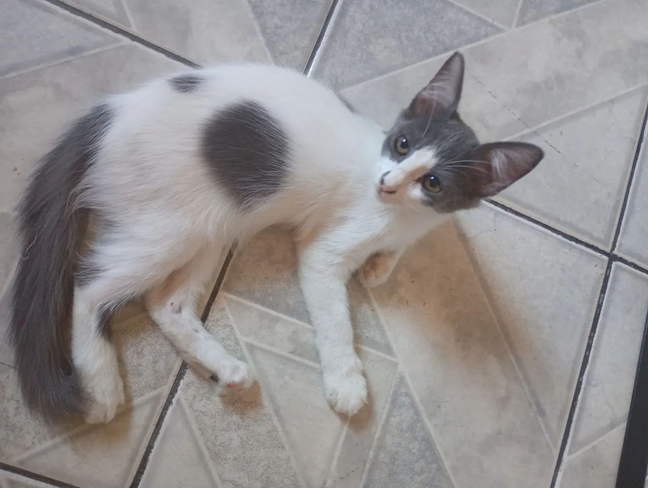 Adoção de gatinhas  - Foto 5