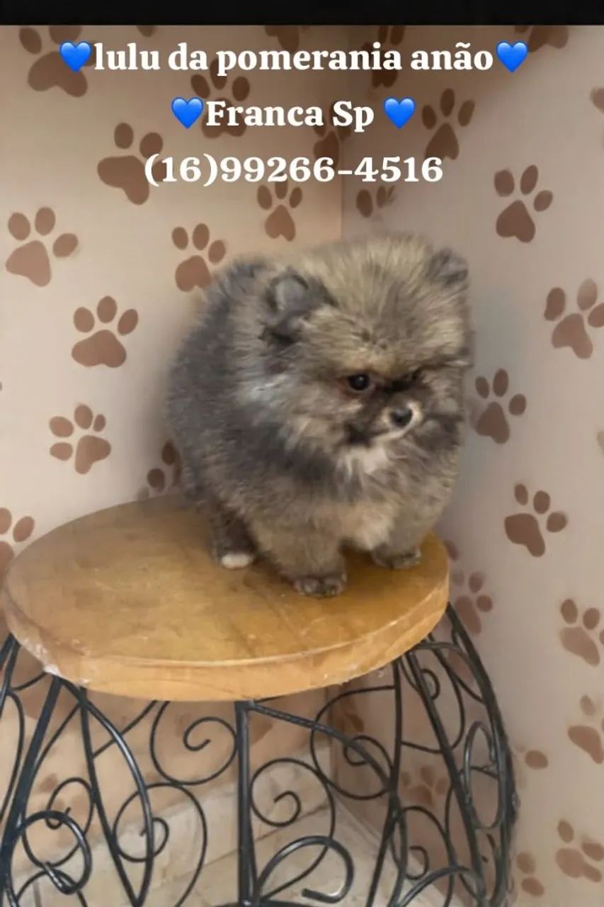 Spitz Alemão macho  - Foto 2