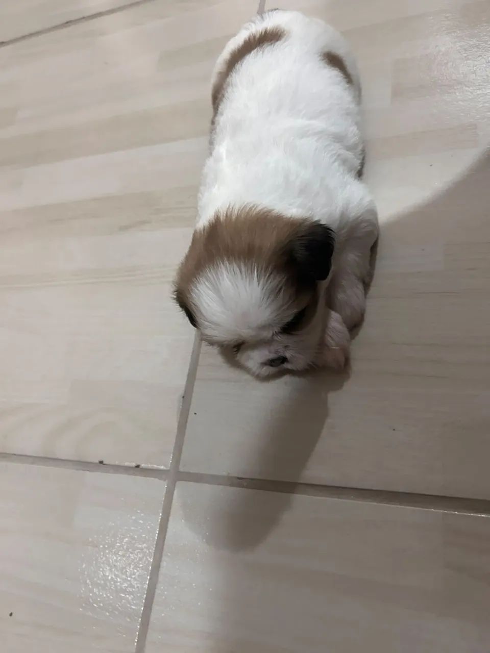 Cachorro shitszu  - Foto 3